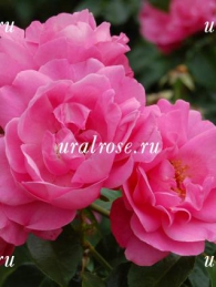 1252 ПЛЕЙ РОУЗ (Play Rose или Deborah)