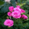 Ланком Lancome