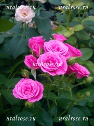 Ланком Lancome