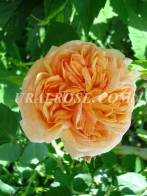 angl-kroun-princzessa-margaretta-11-scaled Краун Принцесса Маргарета Crown Princess Margareta