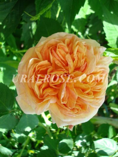 angl-kroun-princzessa-margaretta-11-scaled Краун Принцесса Маргарета Crown Princess Margareta