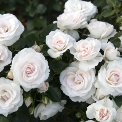Аспирин Aspirin Rose
