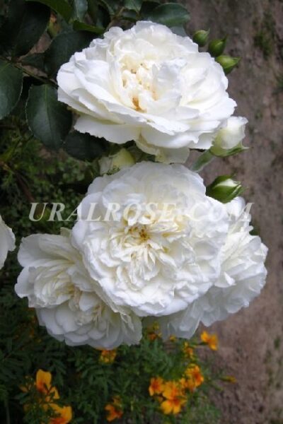 blanka Бланка (Blanc Meillandecor)