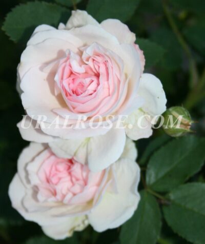 blash Моден Блаш Morden Blush