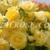 border Голден Бордер Golden Border