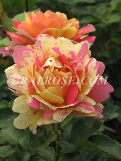 czistersens-scaled Роз де Цистерсьен (Rose des Cisterciens)