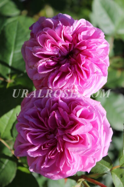 Гертруда Джекилл Gertrude Jekyll