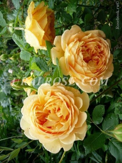 golden-selebr Голден Селебрэйшн Golden Celebration