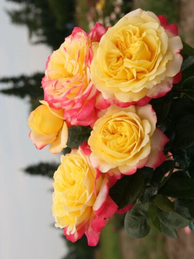 Edelrose 'Kordes Jubilee' - Rosa 'Kordes Jubilee' КОРДЕС ЮБИЛЕЙ Kordes Jubilee