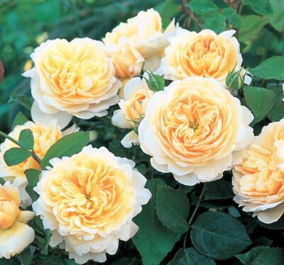 кроку Крокус Розе Crocus Rose