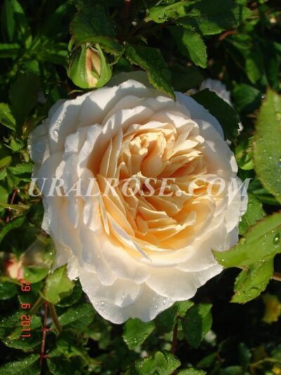 Крокус Роуз Crocus Rose