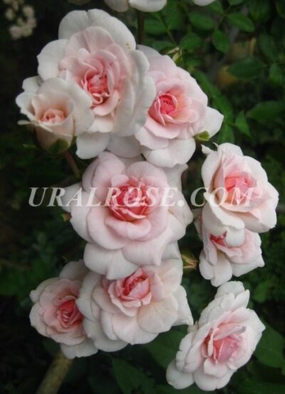 Лавли Мейян Lovely Meilland