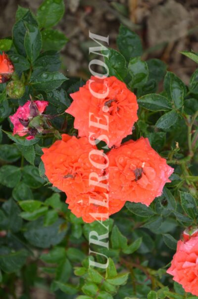 oranzh-dzhuvel-orange-juwel-4-scaled-e1576927289376 Оранж Джувель Orange Juwel