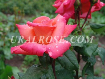 Пантэр Роуз (PANTHERE ROSE)