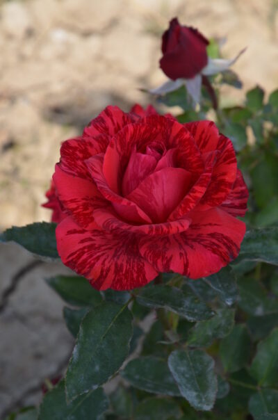 red-intuishn-2-scaled РЕД ИНТУИШН Red Intuition