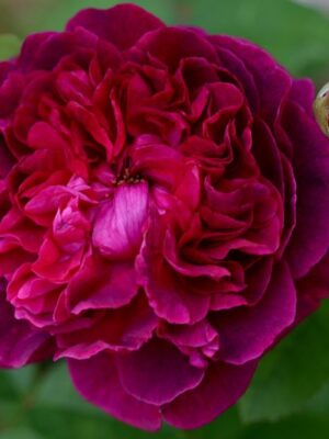 шекспир Вилиам Шекспир William Shakespeare 2000