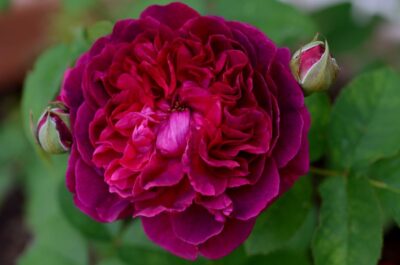 шекспир Вилиам Шекспир William Shakespeare 2000