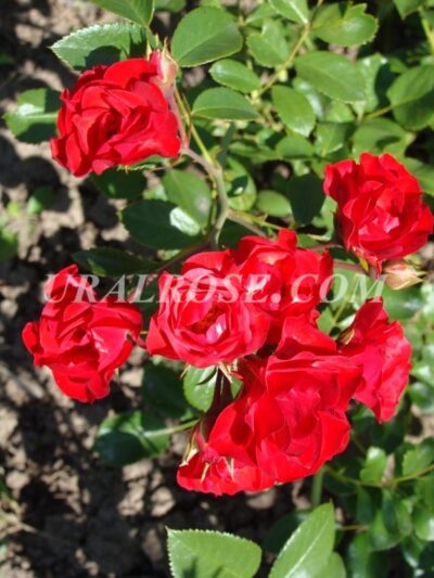 СКАРЛЕТ МЕЯНДЕКОР Scarlet Meillandecor