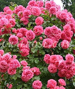 РОЗАРИУМ ЮТЕРЗЕН Rosarium Uetersen