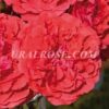 ЮТЕРСЕН РОЗЕКЕНИГИН Uetersens Rosenkonigin