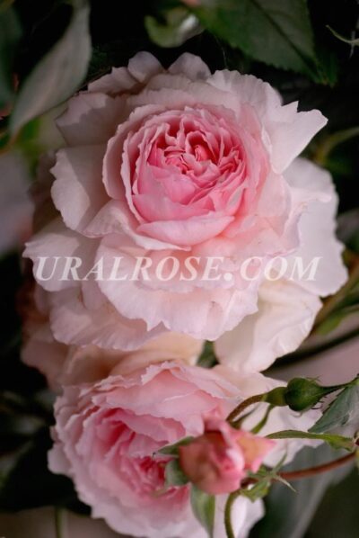 ze Зе Веджвуд Роуз The Wedgwood Rose